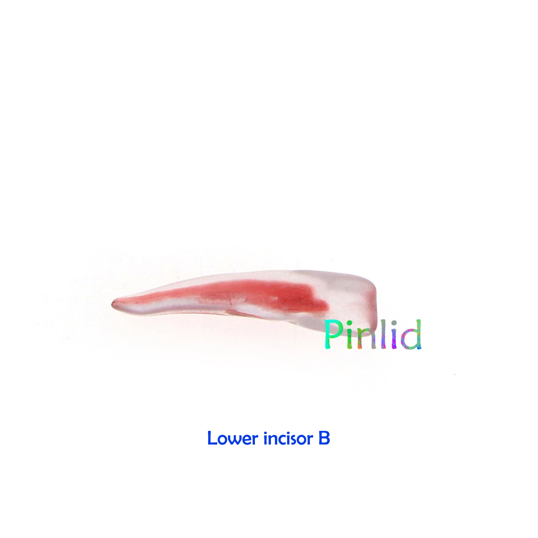 Dental RCT Endo Training Teeth Model 3D Curved Root Resin 12 Size 1:1 Endodontic Education Cavity 6