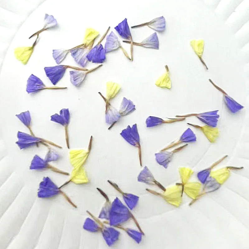 

100 шт. боковая фотография, миниатюрный Цветочный лепесток Myosotis sylватиca, растения, гербарий для ювелирных изделий, телефон, фотография, Закладка «сделай сам»