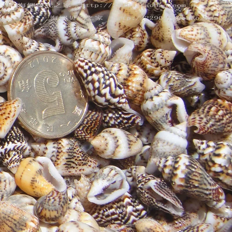 Natural Shell Ornaments 100pcs 1-2 cm Natural Sea Shells for Beach Decor Aquarium