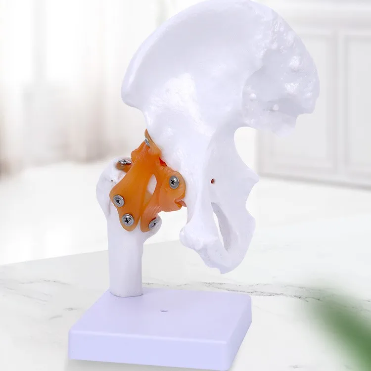 

Medical Science Human Hip Joint Skeleton Models Human Hip Joint Bone Model