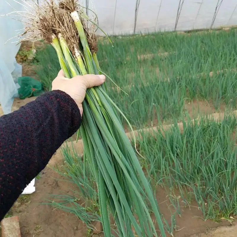 100Pcs Shallot