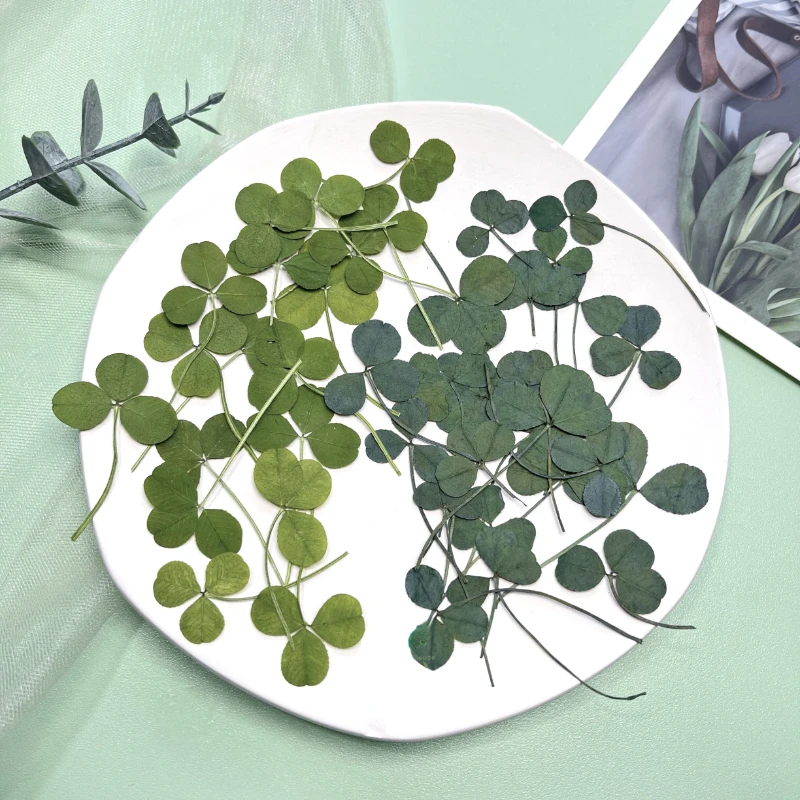 1.5-3Cm/24Pcs,True Clover Natural Dry Flower Embossing Plant,Diy Photo Frame Bookmark Desk Lamp Mobile Phone Case Decorates Face
