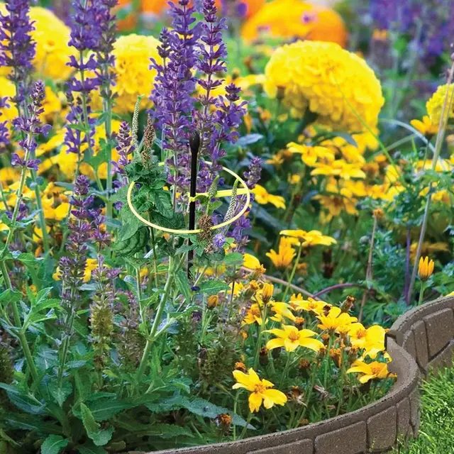 Szőlő Hegymászó Állvány Kerti Növényi Üzem Tartó Tányéri Virágnövény Rácsos Támogatás Kert Dekoráció Kertészeti Szerszám Ellátás - Image 5