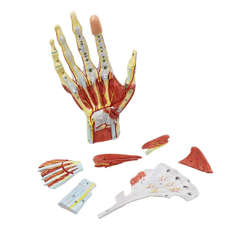 Human Hand Skeleton Anatomy Model with Muscle Ligament Nerve Blood Vessel Medical Science Teaching Resources Dropshipping