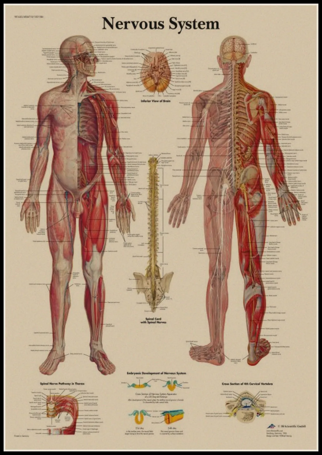 The Skeleton of The Body Structure Nervous System Front and Back Poster Bar Home Decor Retro Kraft Paper Wall Sticker