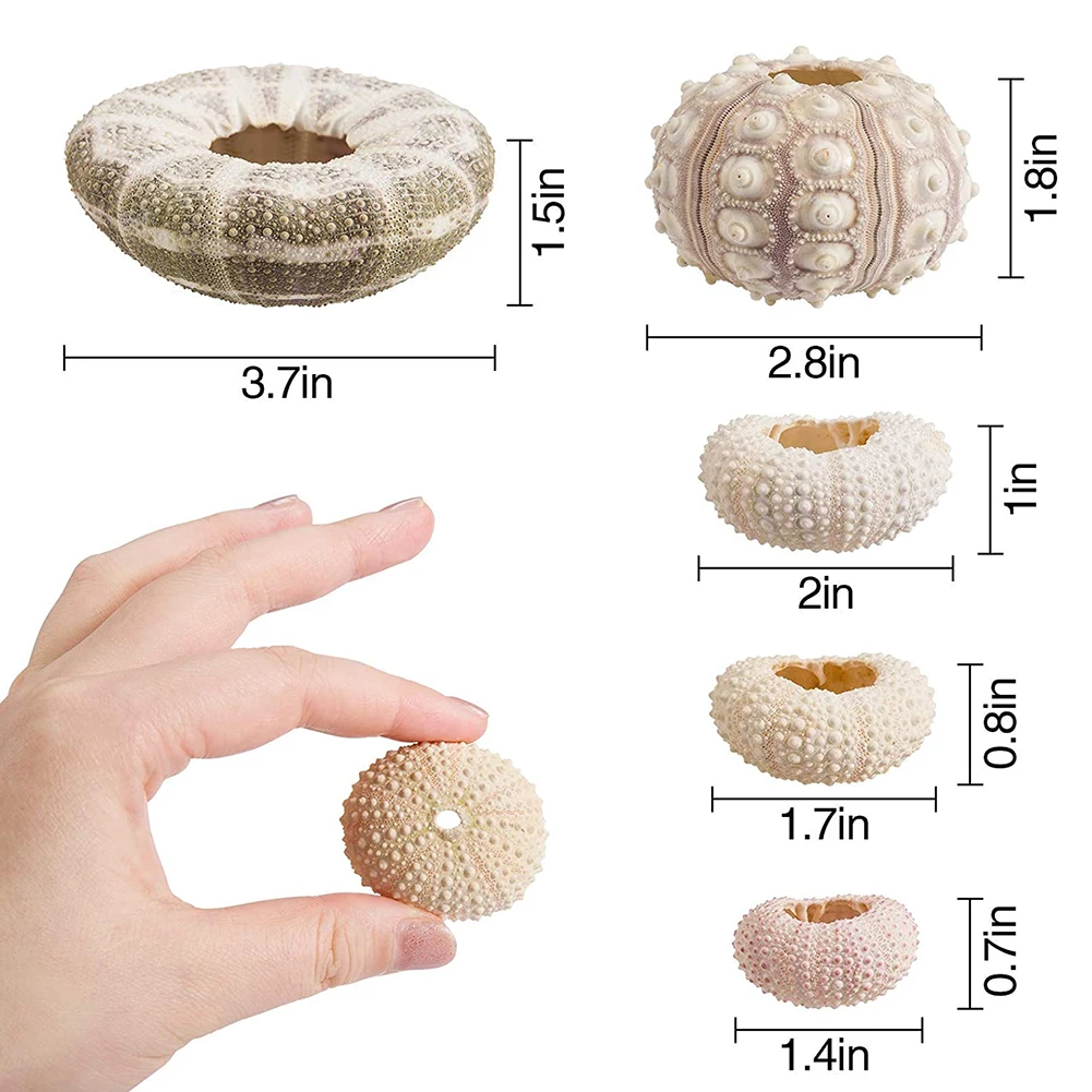 Natural Sea Urchin Shell for Decoration Conch Tillandsia Potted Plant Coquillage Home Decoration Accessories 5pcs/set natural shell ornaments