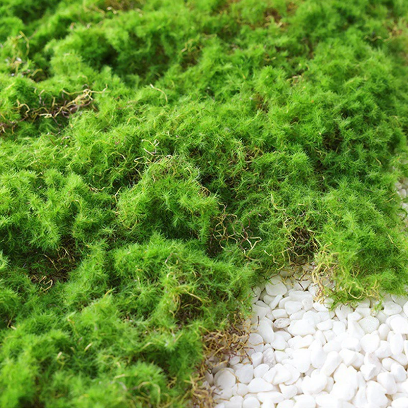 Live Moss Carpet