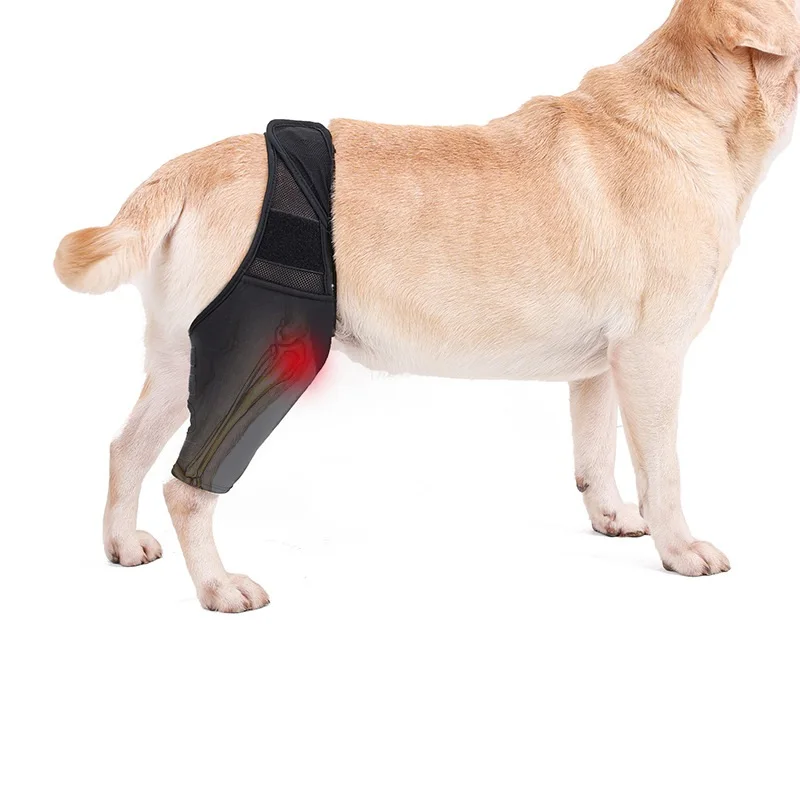 Dog Canine Dual Knee Brace Wrap, Double Metal Splint Hinged Flexible Support  Brace for K9 ACL, CCL, Luxating Patella, Cruciate - AliExpress