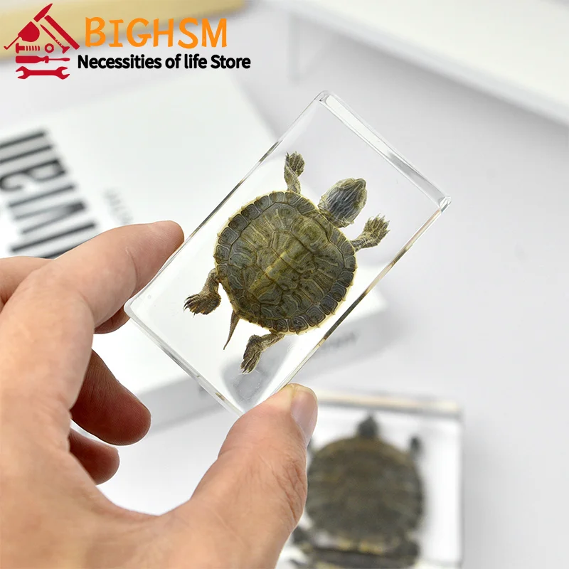 Octopus Tortoise Animal Specimen In Resin For Science Classroom Education ornament crafts resin ornaments resin crafts