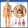 3D Montessori Puzzle Mannequin Human Anatomy Model Children's Learning Organs Toys Educational Body Learning Tools STEM Toys 6