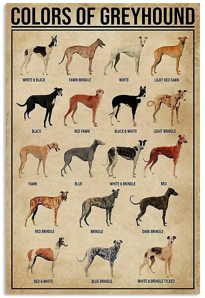 Greyhound Dog Colors