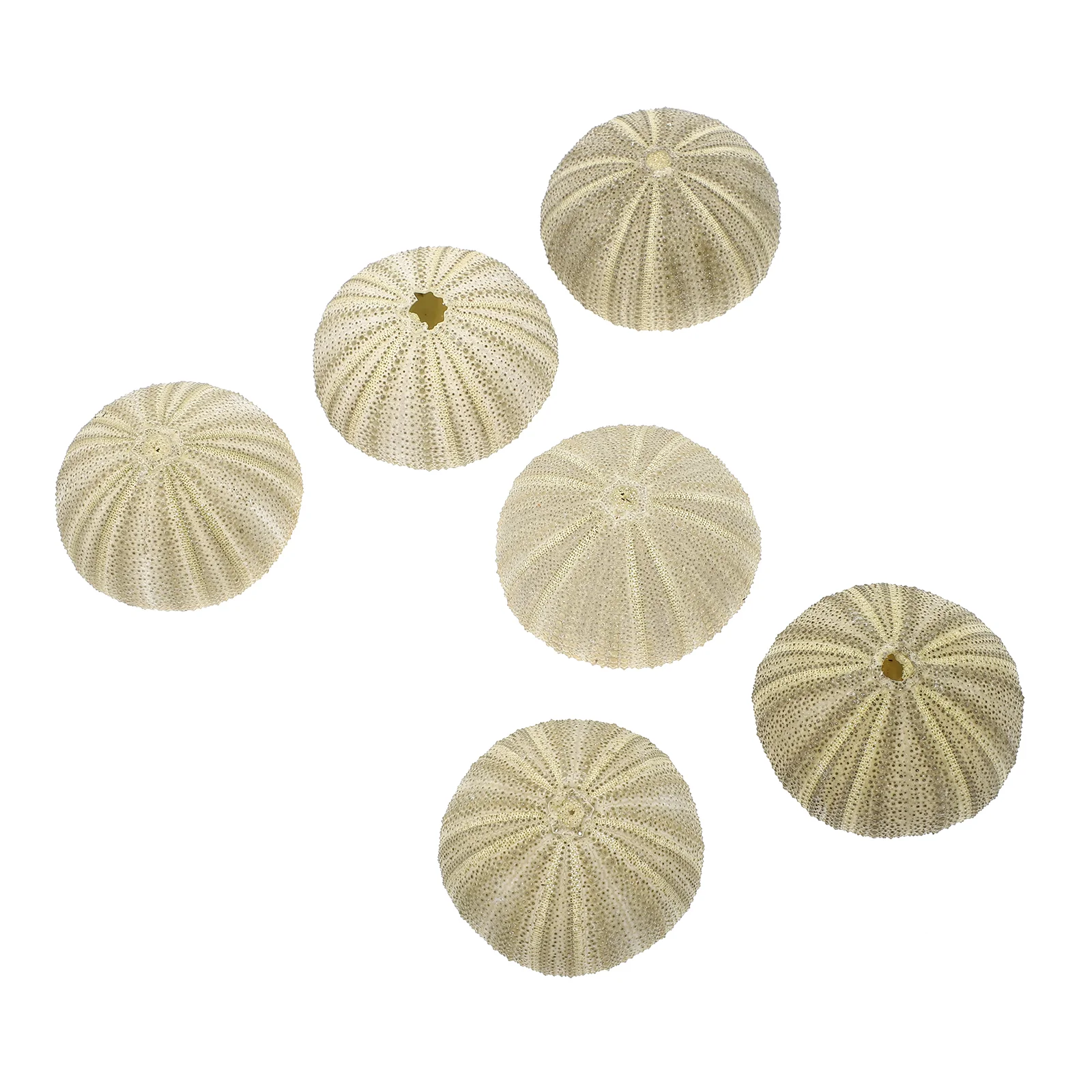 6 Pcs Green Sea Urchin Aquarium Landscape Air Plant Pot Shell Ornament Flower Pots The Mediterranean Decor DIY Accessory fish tank ornaments fish tank decorations aquarium ornaments mini landscape ornaments