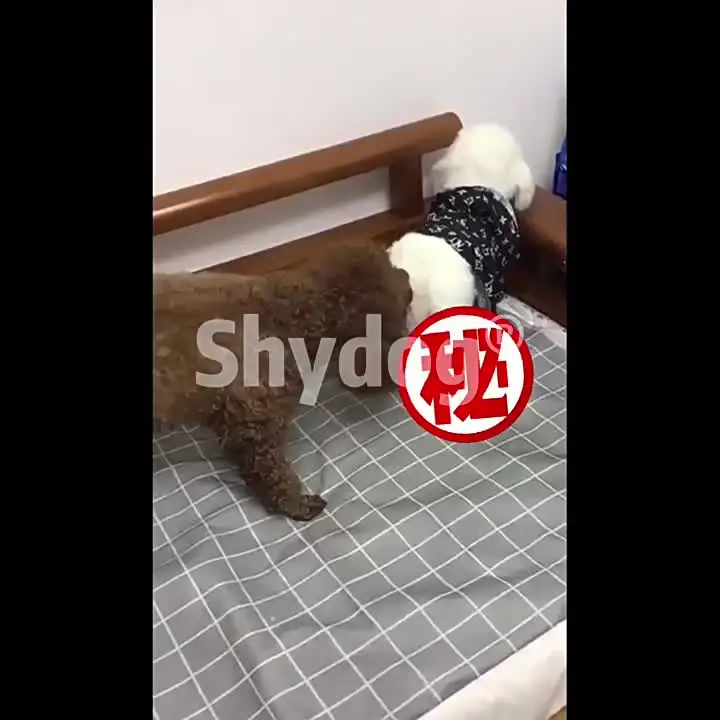 Интерактивная игрушка для собак smvp Estrus Fire Shedding
