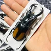 Real Insect Bug Specimen Taxidermia Clear Large Bug  Spiders Beetles Large Insect Scorpion Specimen Craft Decoration 1