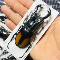 Real Insect Bug Specimen Taxidermia Clear Large Bug  Spiders Beetles Large Insect Scorpion Specimen Craft Decoration 1