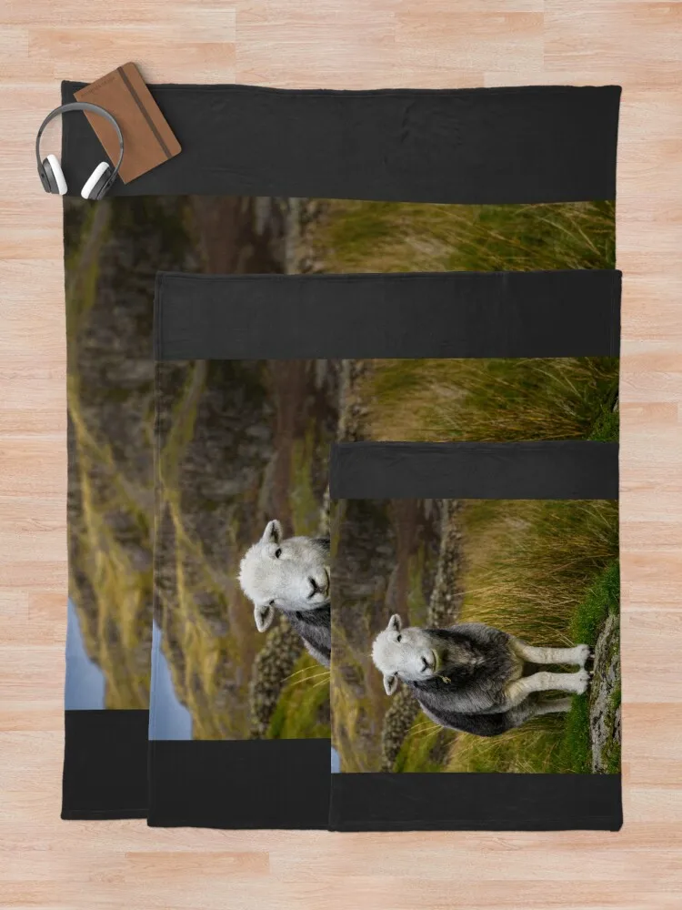 Herdwick-���� ������ ���, ��Ƽ �ʸ� �ö��� ���Ÿ� St ���