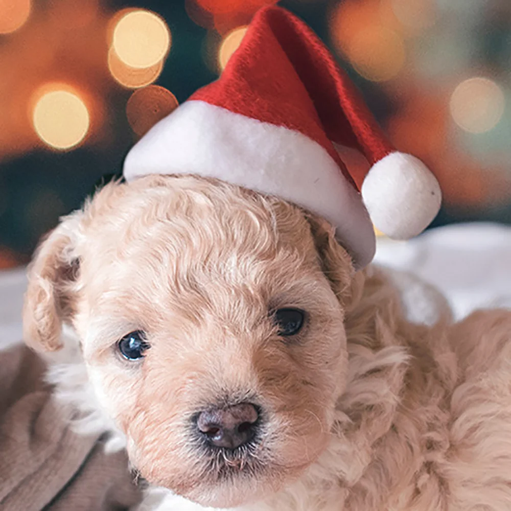 Christmas Xmas Hat for Pet, Short Plush Hat, Personalized Puppy Hat, New Year Party, Decor Gift