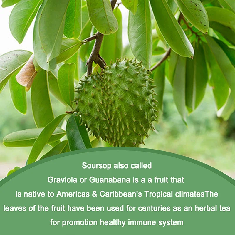 Soursop Graviola Support Regeneration Stress Relief Immune Digestion Cellular Beauty Health