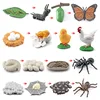 Animal Life Cycle Board Children Toy Montessori Teaching Aids Plant Animal Growth Cycle Model Set preschool cognitive Toys 6
