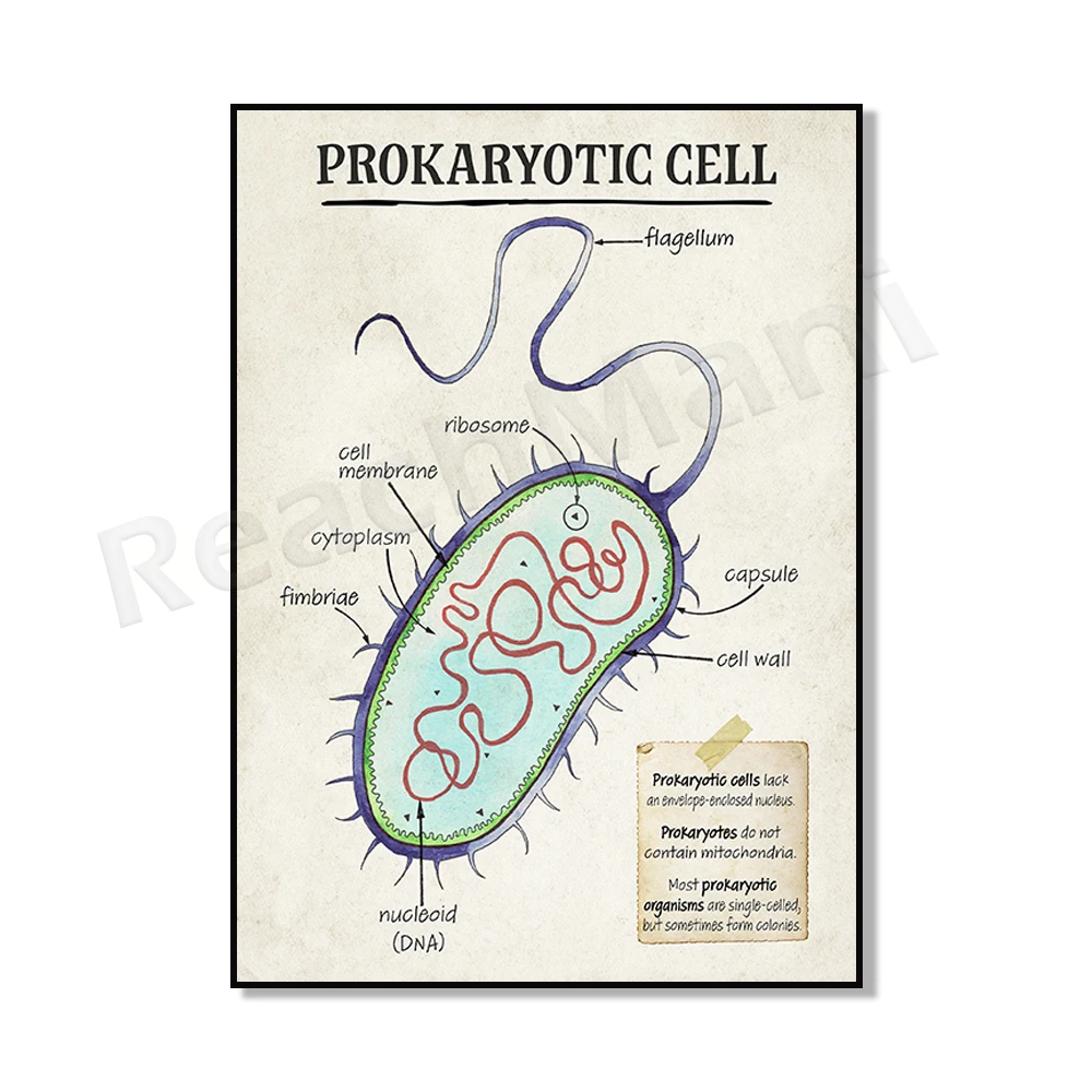 Prokaryotic Plant Cell