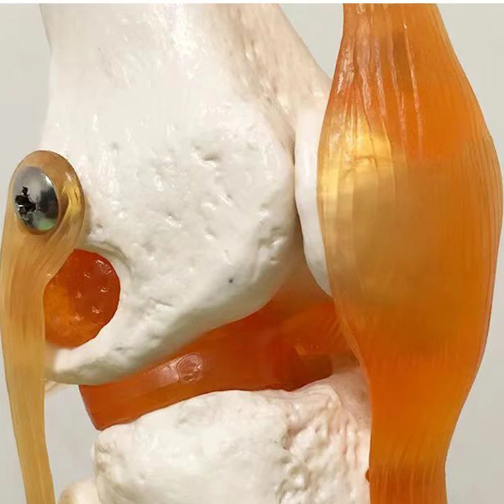 Lifesize 1:1 Human Knee Joint Anatomy Model Adult Medical Science Teaching Resources Anatomia Study School Supplies
