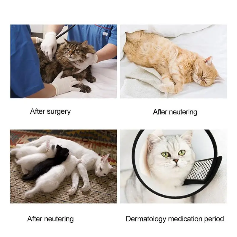 Getting A Female Cat Fixed lupon.gov.ph