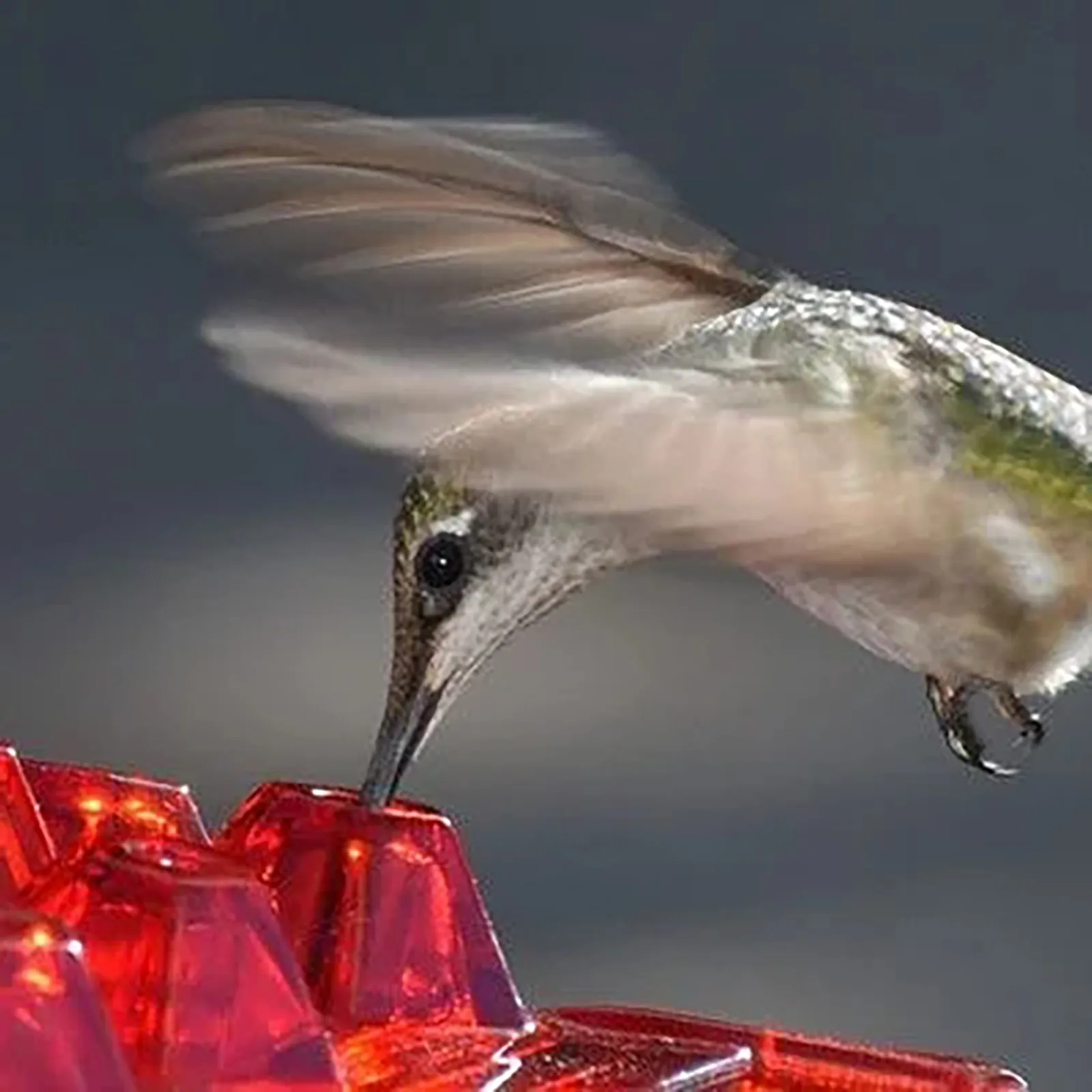 Summer Promotion 45% Off-hummingbird Feeders For Outdoors Hanging