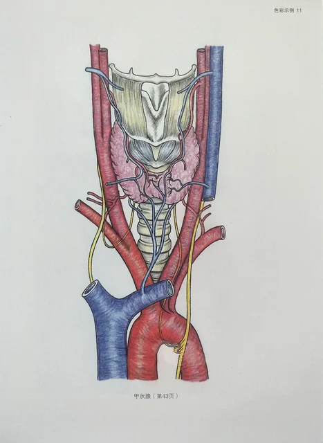 Complete Human Anatomy Coloring Book