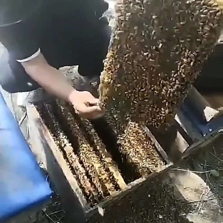 Рамка для расчески с медом сотовая основа из пчелиного воска бумага изготовления
