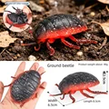 Ground beetle