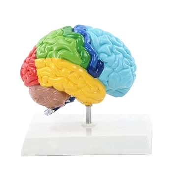 Right Brain Hemisphere Model 1