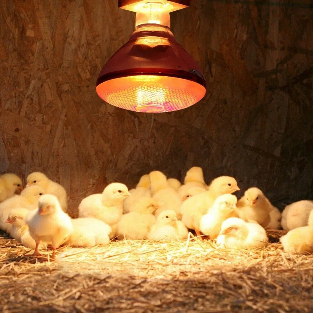 Title 4, 220V Poultry Heating Bulb 100/150/200/275W Infr...