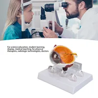 Human Eye Anatomical Model Accurate Display Enlarged  Eyeball Explanation Model with Card Human Eyeball Model 1