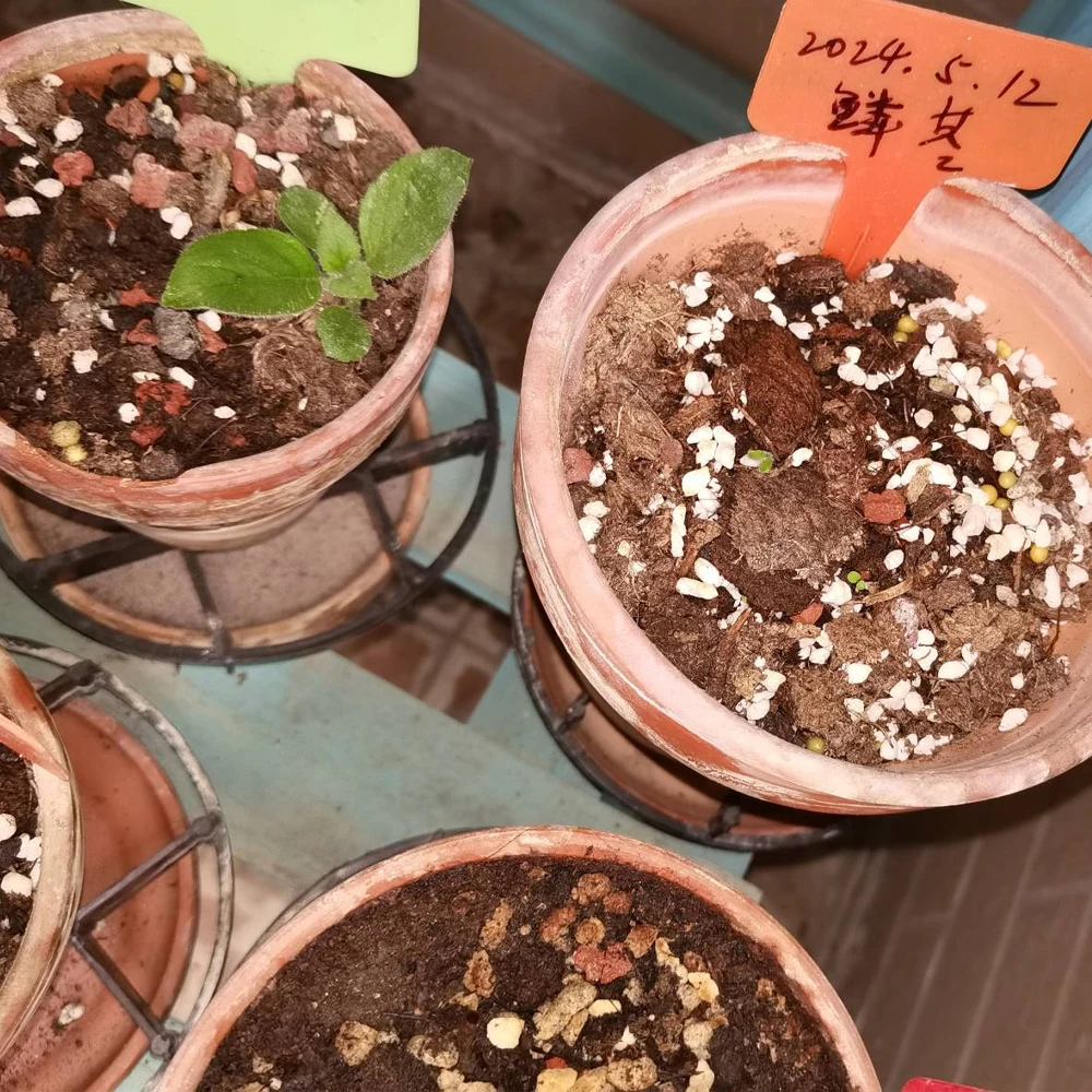 Porous Soil Matrix 50g Pumice Stone Configure Nutrient Soil Plant Breathable Loose Substrate Gardening Soft Stones