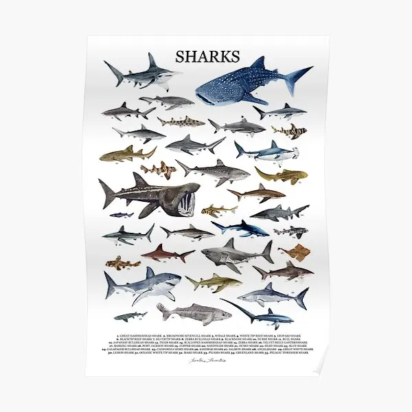 

Sharks Poster With Names Poster Mural Art Home Vintage Wall Picture Decor Painting Room Funny Print Decoration Modern No Frame