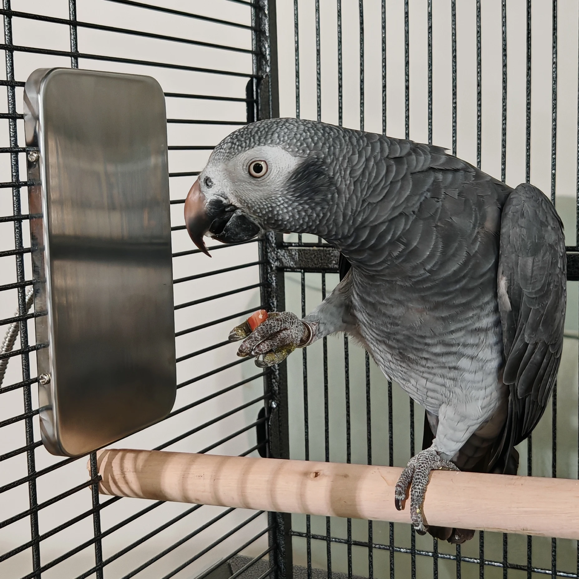 Acrylic African Grey Travel Cage Versatile Modern Bird Cage
