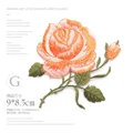 Yellow Rose