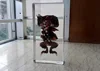 Frog Toad Transparent Resin Embedded Specimen Teaching Tools 2