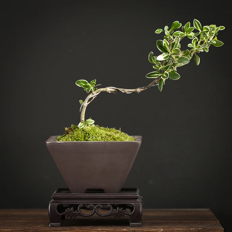 

Purple Sand Plain Flowerpot Smooth Small Flower Pot Meaty Square Balcony Potting Bonsai Meat Acorus Green Planting With Base