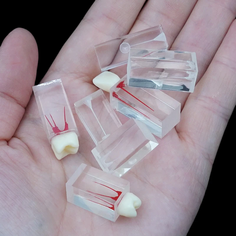 근관 운동 블록 치과 엔도 훈련 블록 수지 RCT 연습 펄프 캐비티 교육 로타리 파일 연구를위한 치아 모델