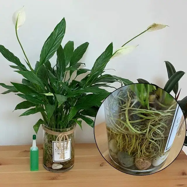 Pc 38 Ml -Es Üveg Organikus Öntvények Koncentrátum Műtrágya Olajbogyó Bonsai Fa Hidroponikus Tápanyag -Oldat Univerzális Cserepes Növény - Image 5