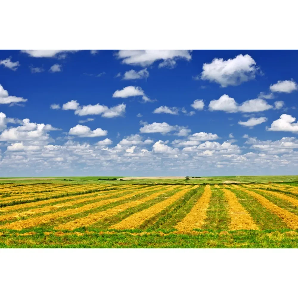 thumbnail image 1 of MOON.QG Fondo de fotografía de campo de granja de primavera, paisaje de pastizales con girasoles, fondo para sesión fotográfica de fiesta, decoración personalizada, accesorios para fotos, 1 of 5