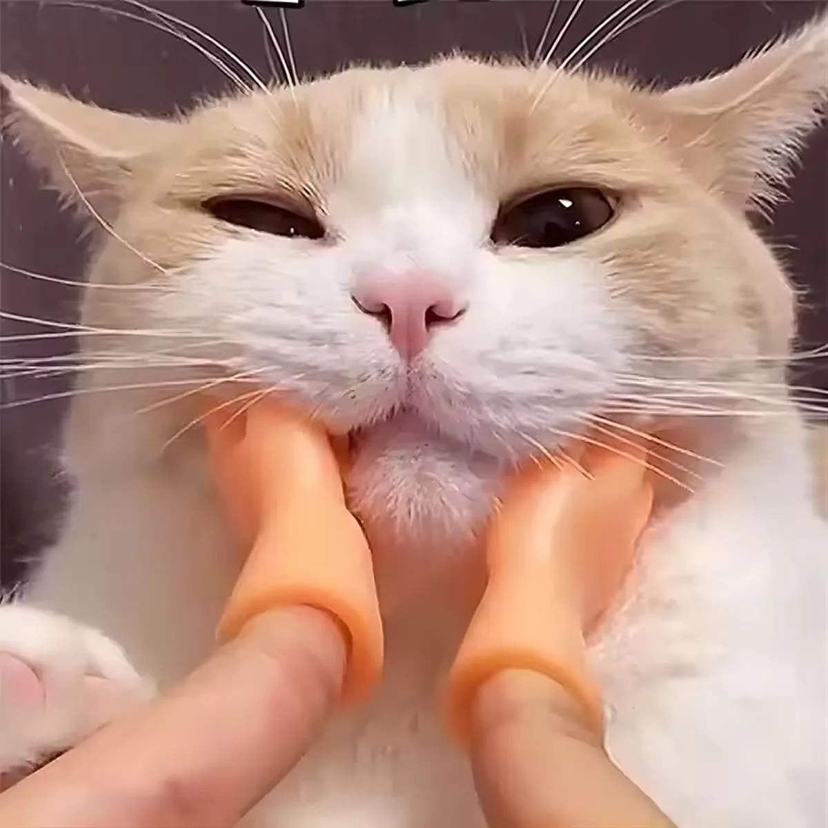 Toy Finger Teasing Cat High Elasticity Cat