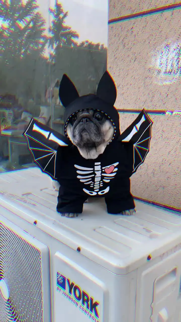 Costume Vampiro Per Cani E Gatti - Mantello Halloween Nero E Rosso Regolabile