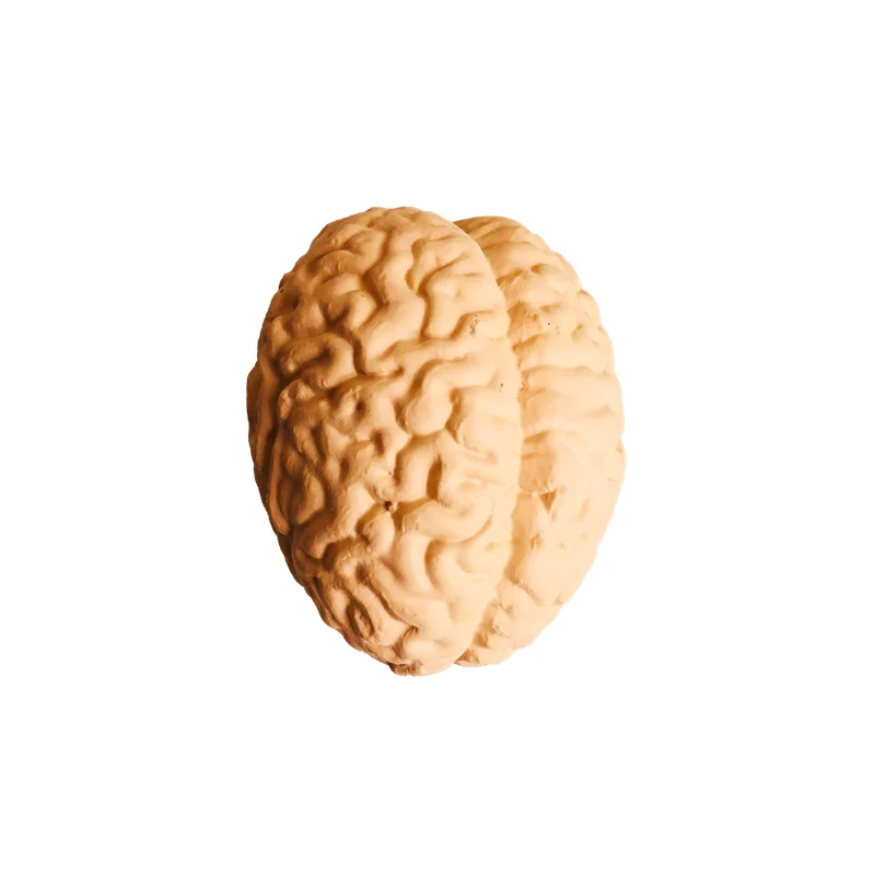 Montessori Language Materials Human Organ Models W/ Cards Biology Learning Resources Early Educational Equipment Teaching Aids