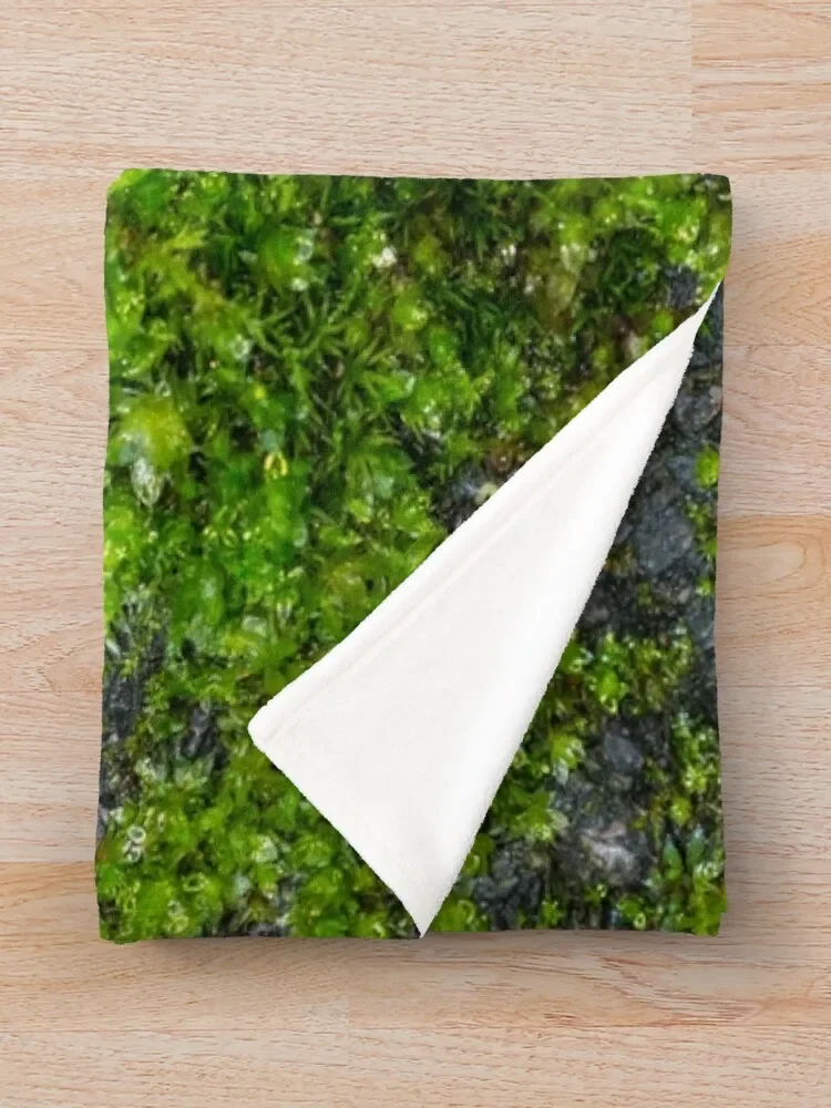 �̳��� ���� V ���ο� ���, ���� ���Ÿ� ����Ʈ �����̳� ���� ���