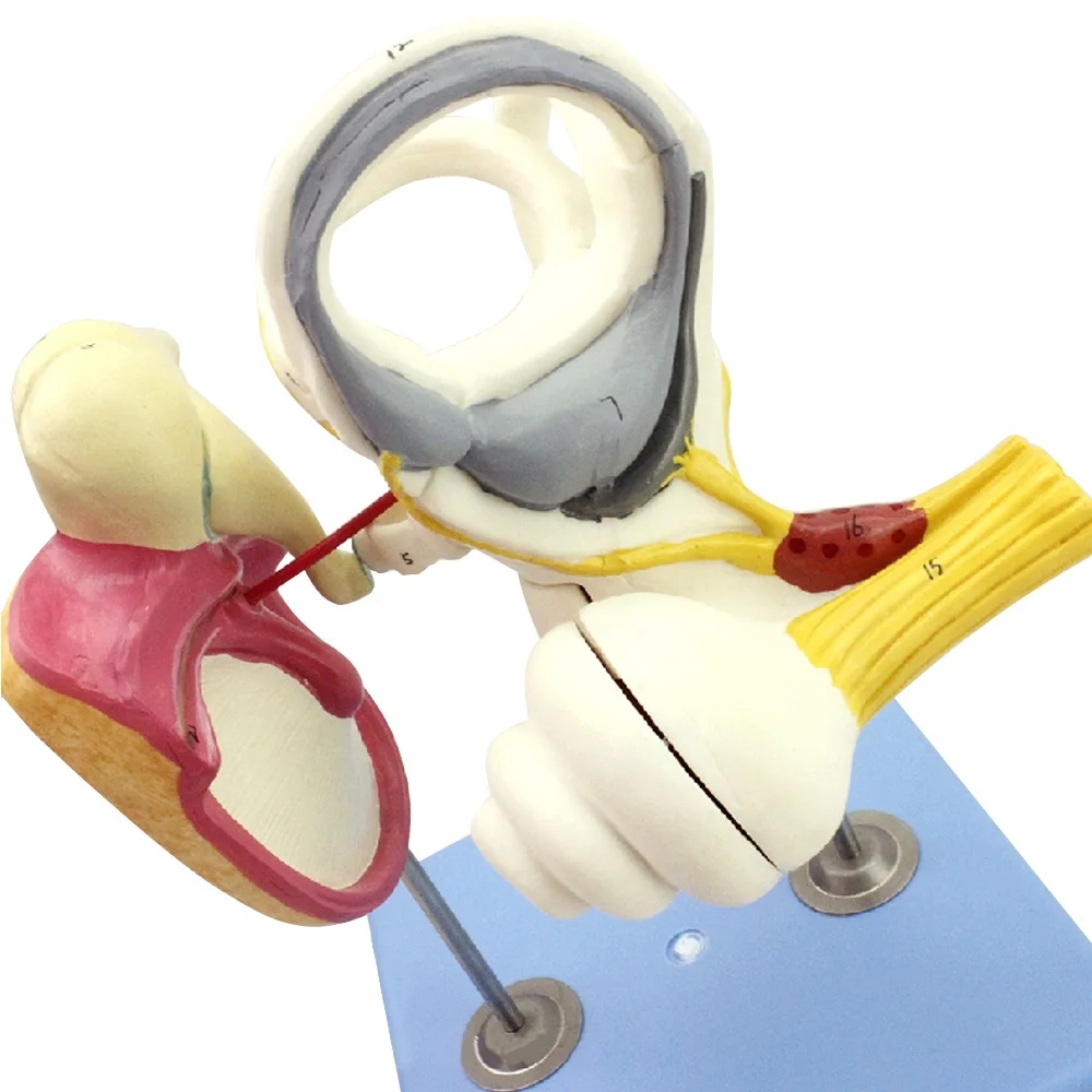 Human inner ear lost auditory small bone tympanic membrane Cochlea model, ENT doctor-patient communication teaching aids