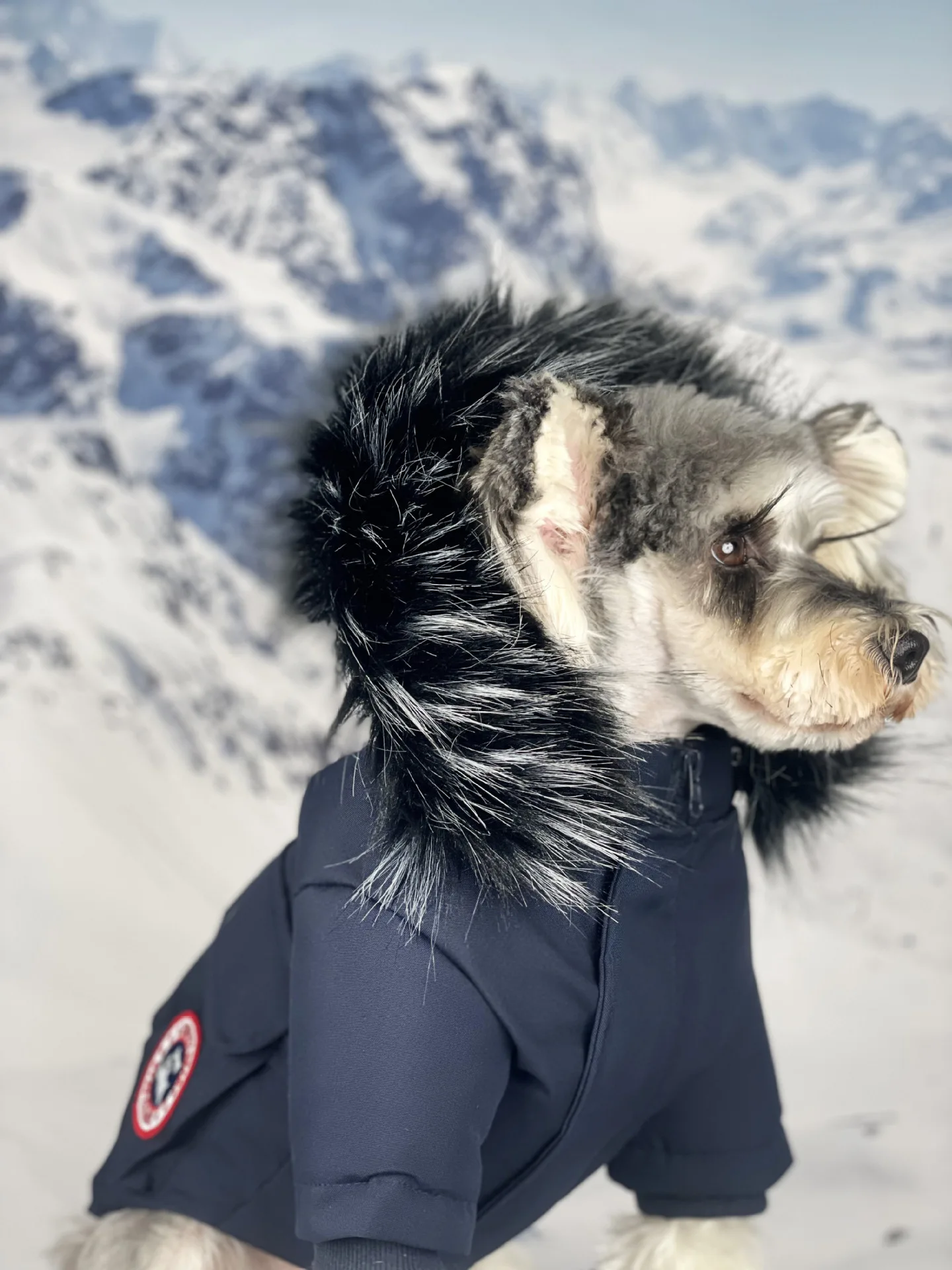 Veste en duvet Canada Goose : Le style et la chaleur pour votre chien