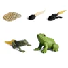 Animal Life Cycle Children Toys Simulation Plant Model Montessori Teaching Aids Animal Growth Cycle Model Set Cognitive Toy 4