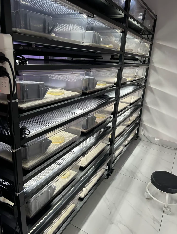 ペット用品爬虫類ボールパイソン水槽ケージディスプレイラックシステム